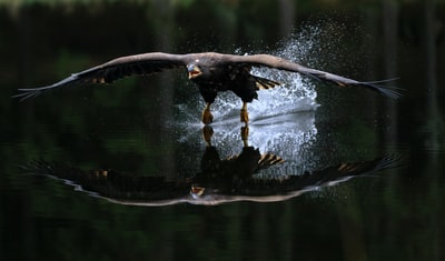 飞过水面的鹰